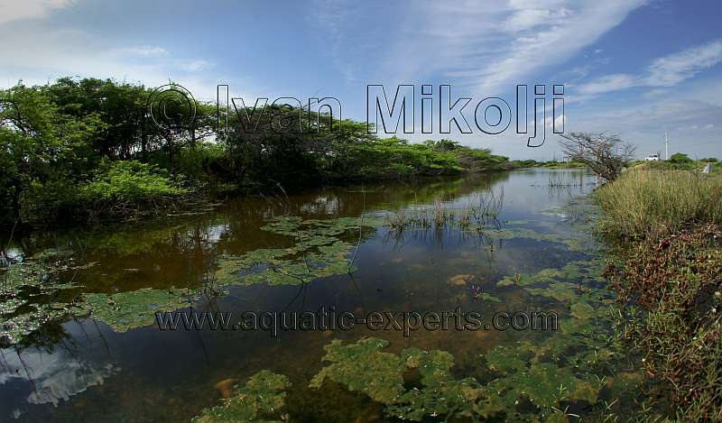 killifish habitat